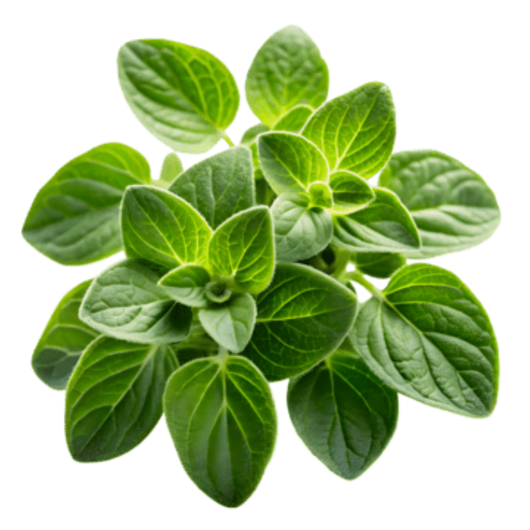 FRESH OREGANO